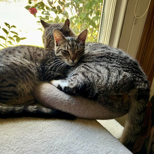 Photo of Curly 