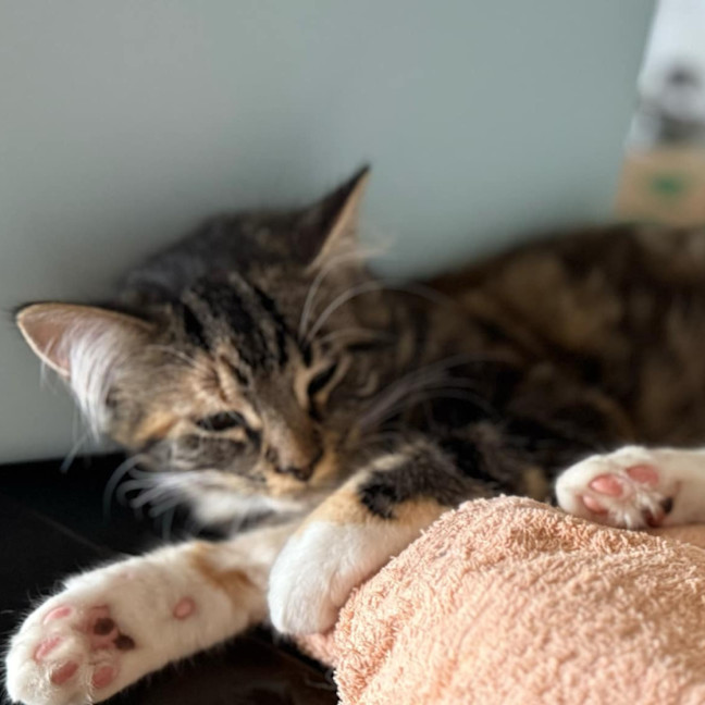 Photo of Buffy