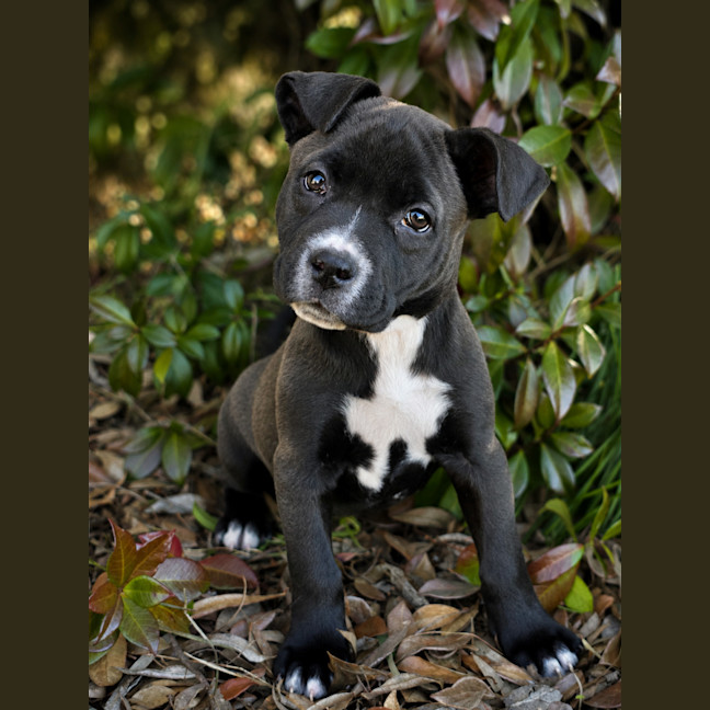 Photo of Dotti