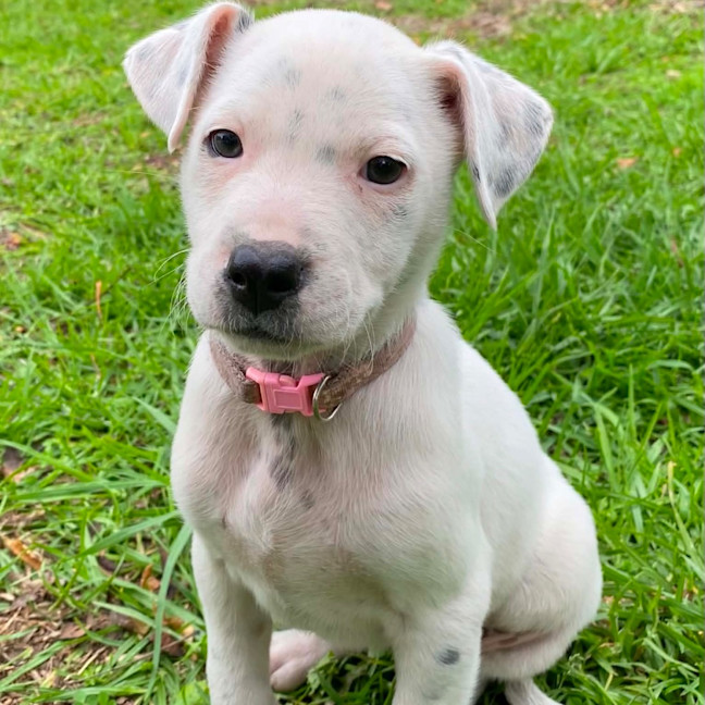 Photo of Stella