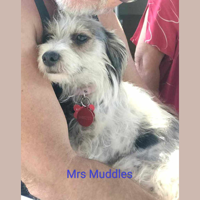 Photo of Messiah Muddle