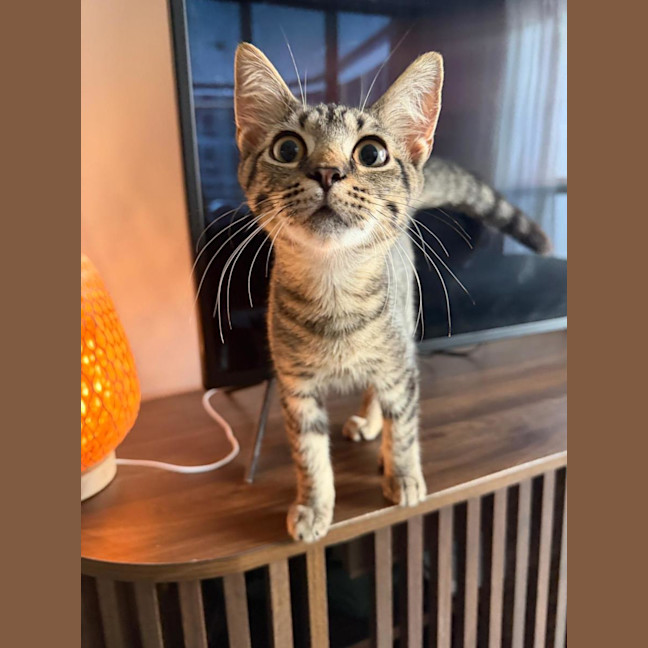 Photo of Teddy