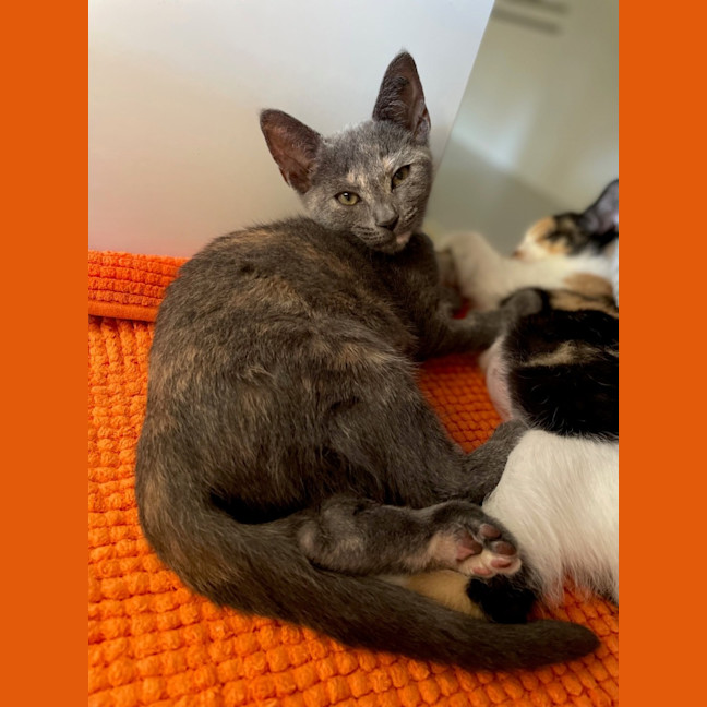 Photo of Monte Carlo