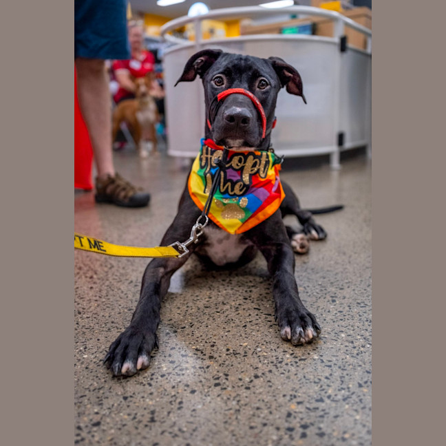 Photo of Diesel