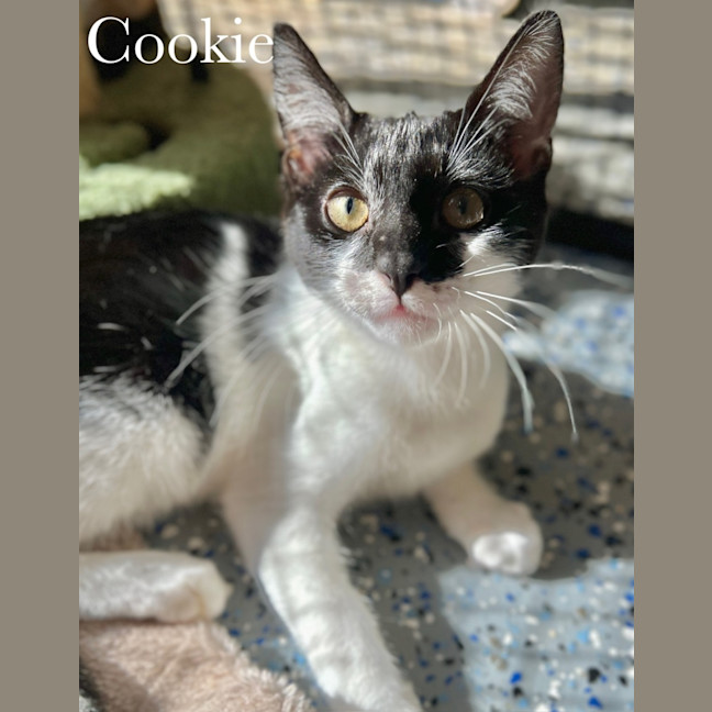 Photo of Cookie