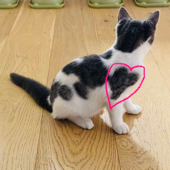 Photo of Rice   Located In Northcote