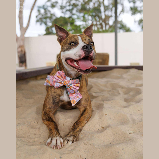 Photo of Ellie   1 Year Old Boxer X Staffy