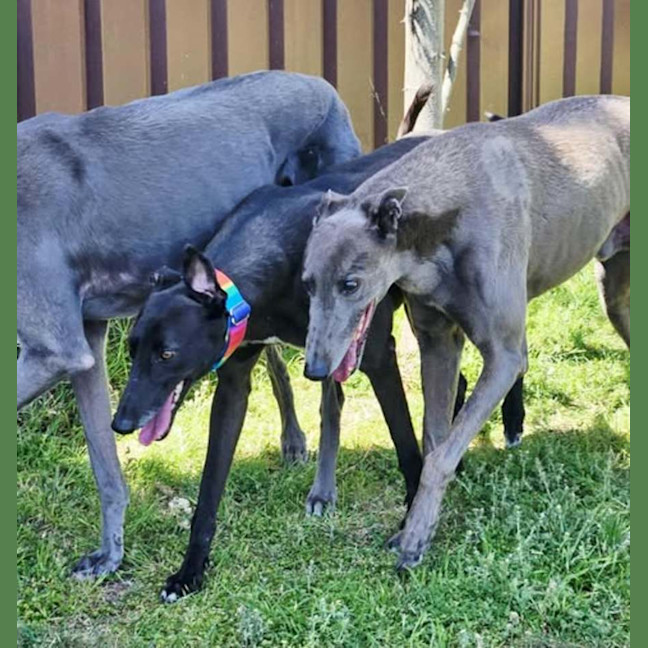 Photo of Freda, The Greyhound