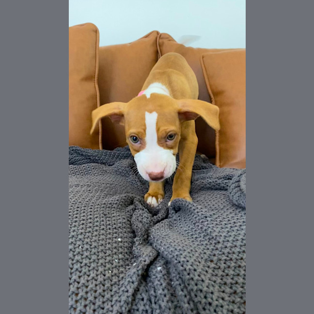 Photo of Maple   10 Week Old Staffy X (On Trial)