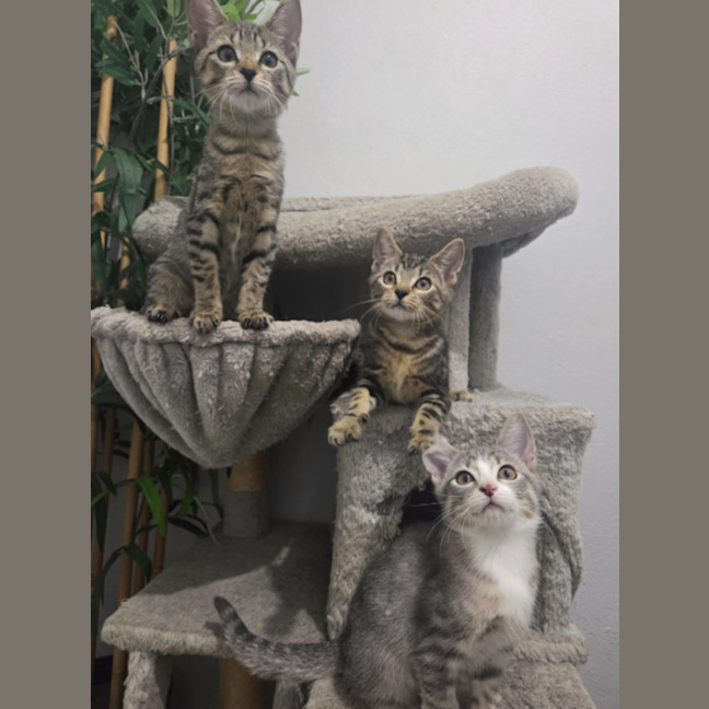 Photo of Iris   Ringworm Special $49