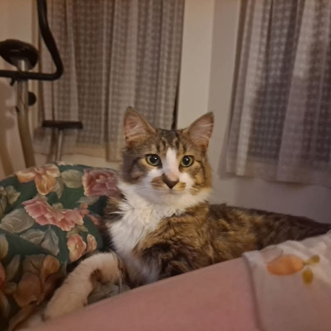 Photo of Purrlock Holmes