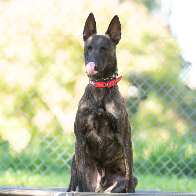 Photo of Koda
