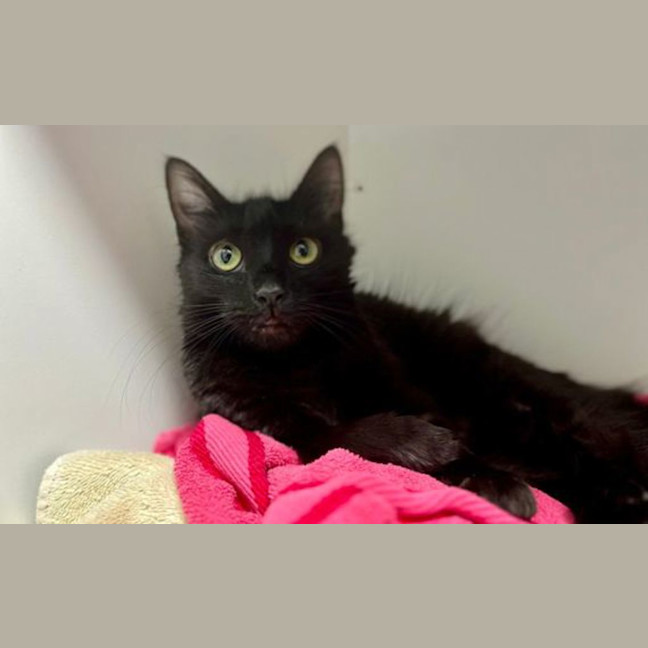 Photo of Miss Moppet