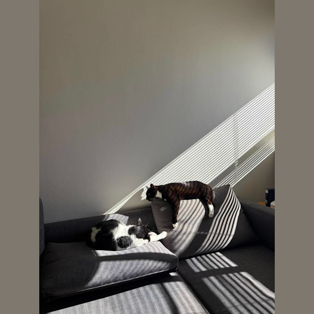 Photo of Inky & Dexter