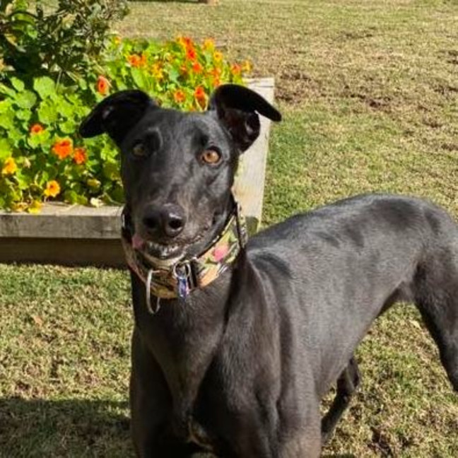 Photo of Ruby The Greyhound