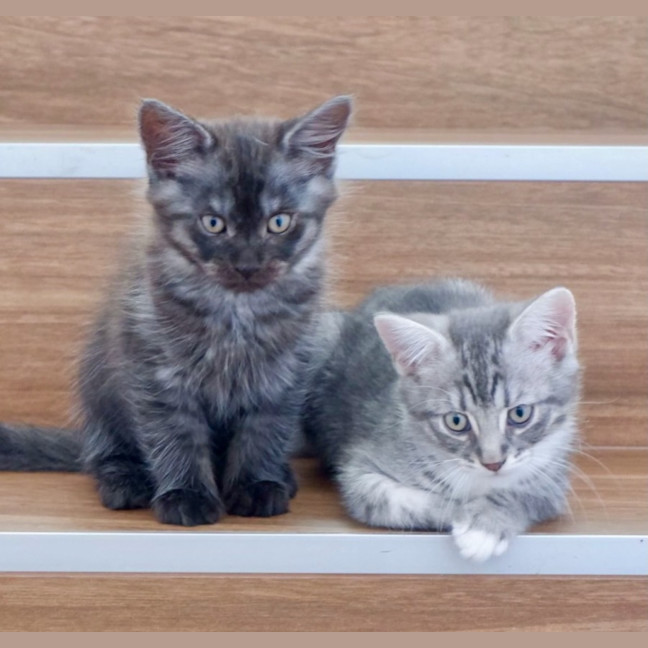 Photo of Ollie And Mowgli