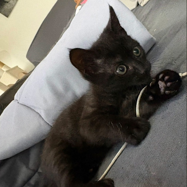 Photo of Mazikeen