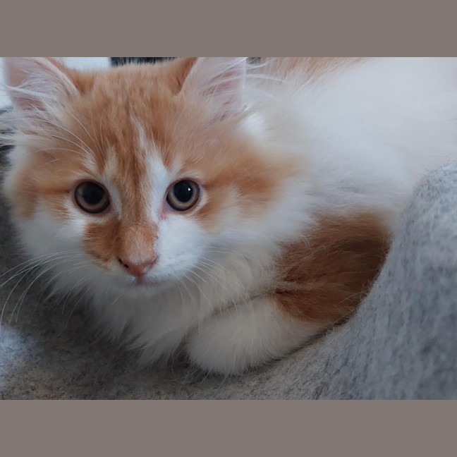 Photo of Marmalade 