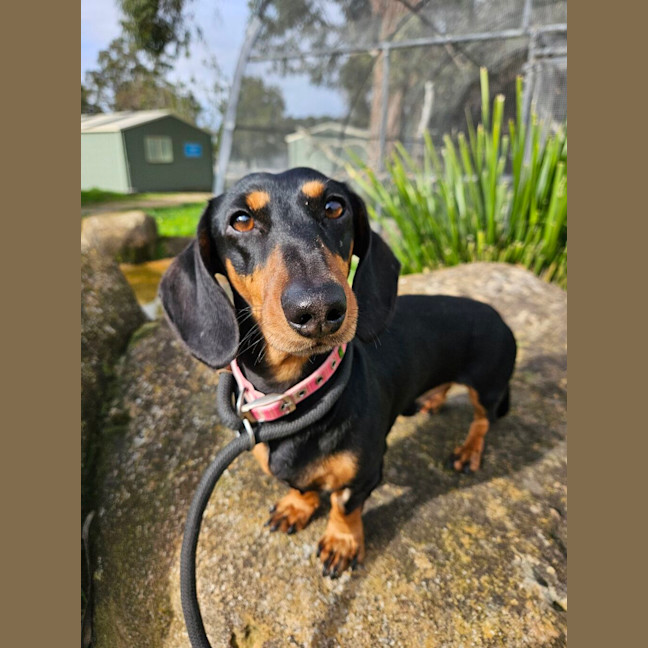 Photo of Ollie
