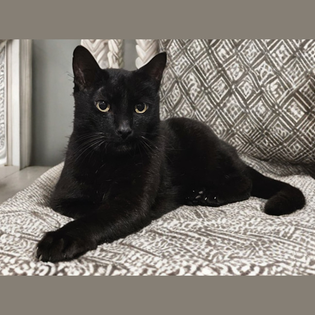 Photo of Atlas