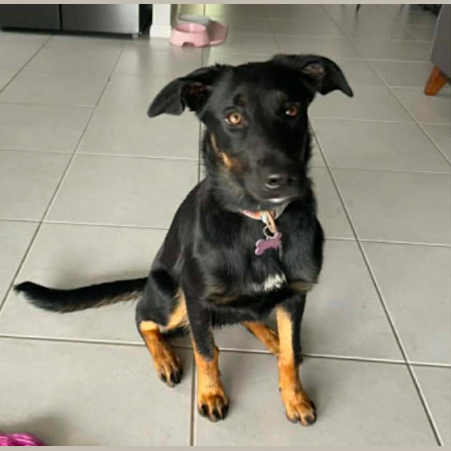 Photo of Indigo