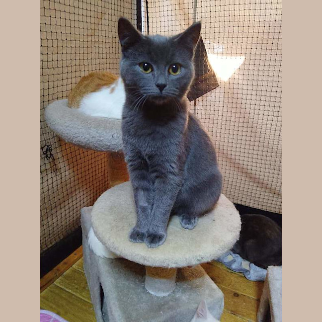 Photo of Pepper