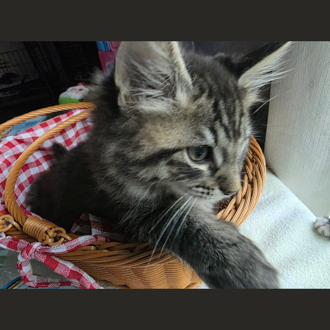 Photo of Talon