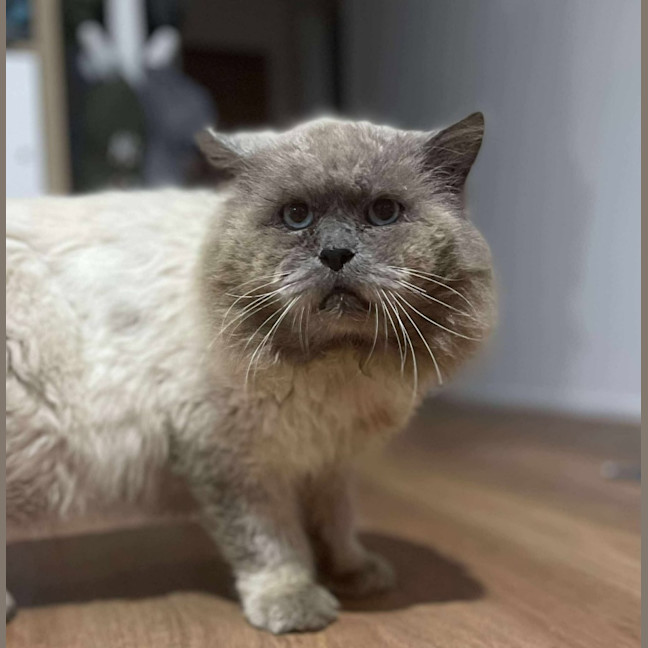 Photo of Sir Reginald Raggamuffin
