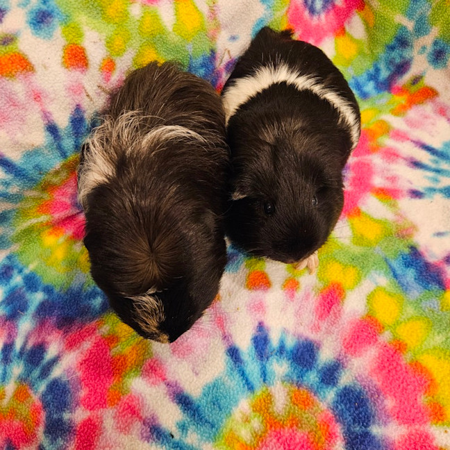 Photo of Coco & Marshmellow 