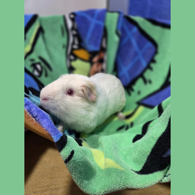 Photo of Lychee