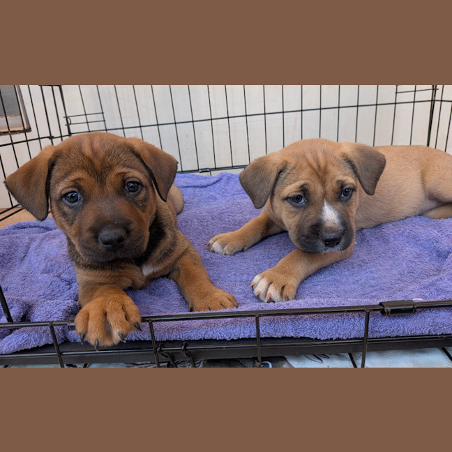 Photo of Hiccup
