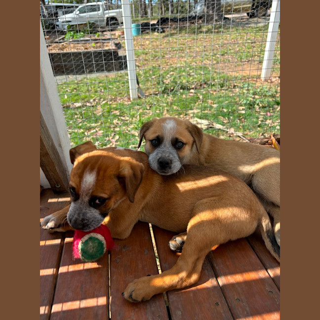 Photo of Oakley   12 Week Old Cattle Dog X Mastiff (Trial)