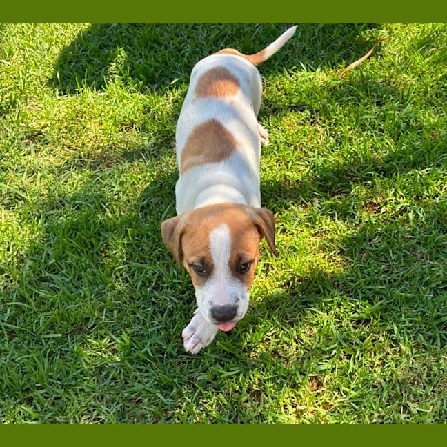 Photo of Charlie   8 Week Old Cattle Dog X 