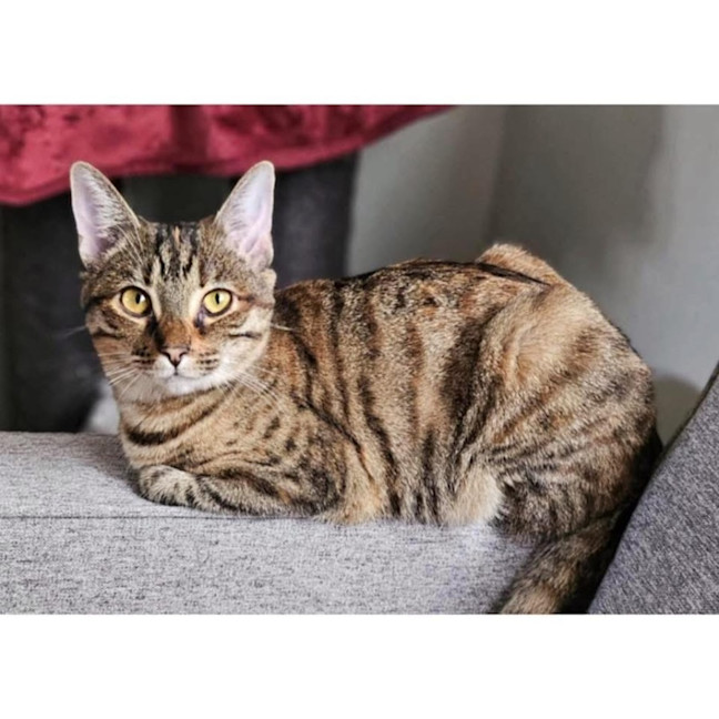 Photo of 11537   Clove 