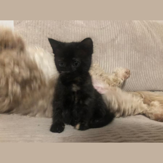 Photo of Misstachio   2 Month Old Domestic Short(trial)