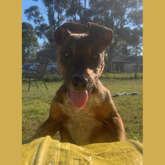 Photo of Rusty