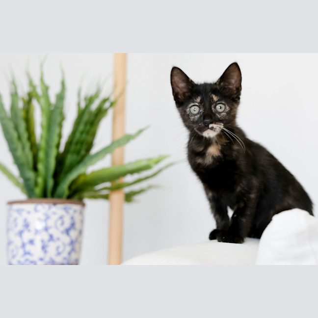 Photo of Freya