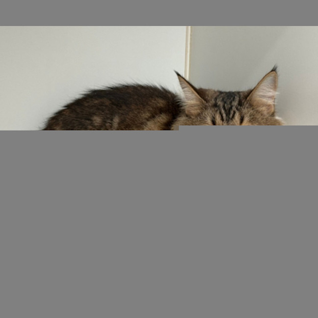 Photo of Luna