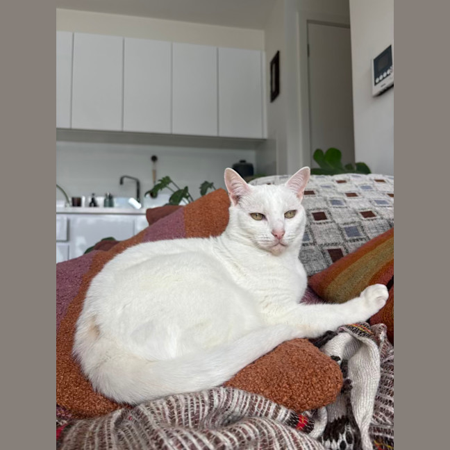 Photo of Bella The Foot Warmer