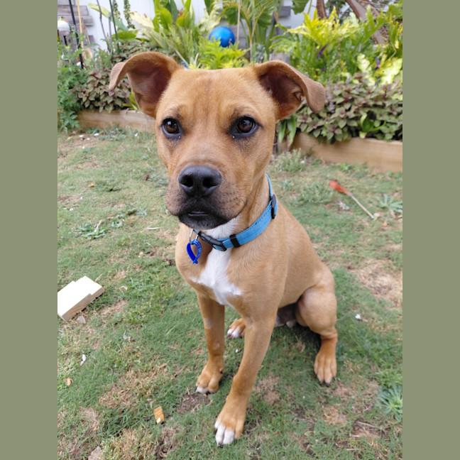 Photo of Murphy   7 Month Old Mixed Breed