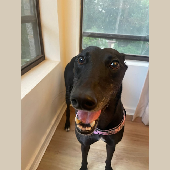 Photo of Haribo   7 Year Old Greyhound 