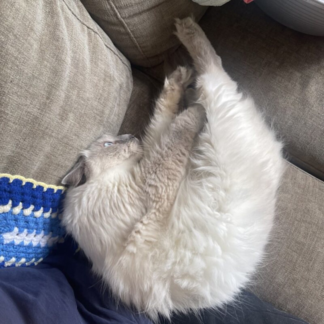 Photo of Little Lady Previously Ravioli