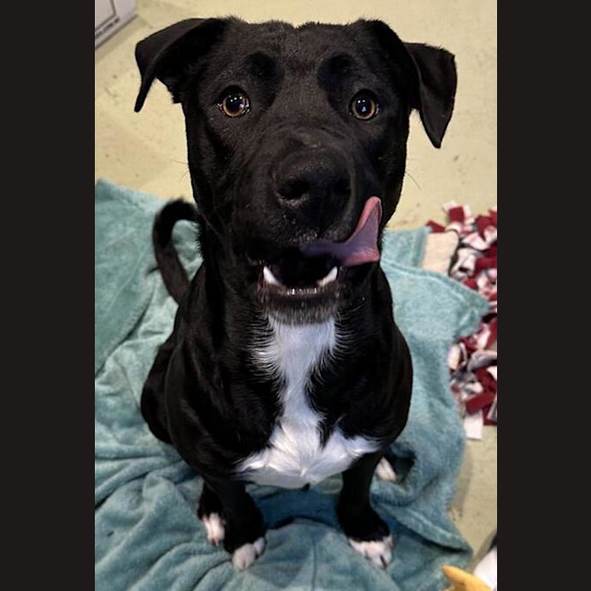 Photo of Rosco