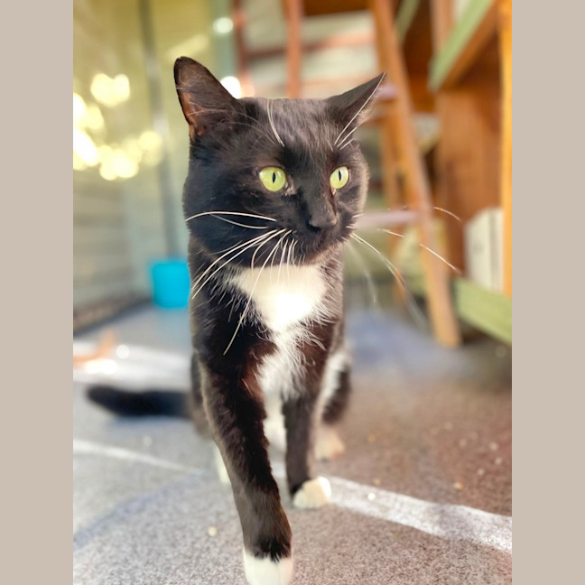 Photo of Whiskers