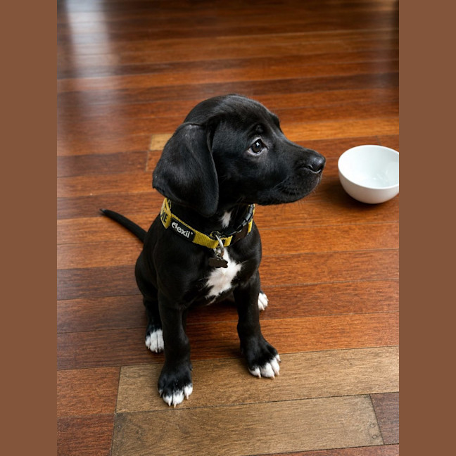 Photo of Sherlock Bones