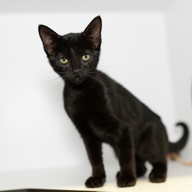 Photo of Belladonna