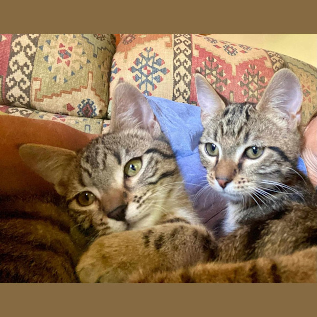 Photo of Spud And Chip