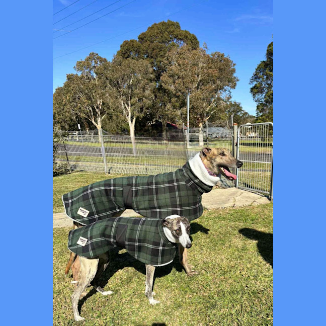 Photo of Jake, The Greyhound