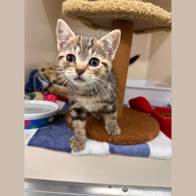 Photo of Cookie