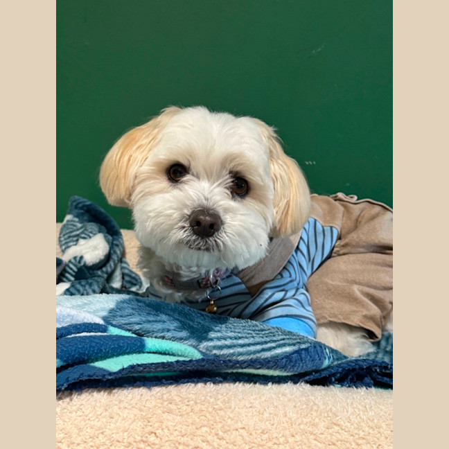 Photo of Miki